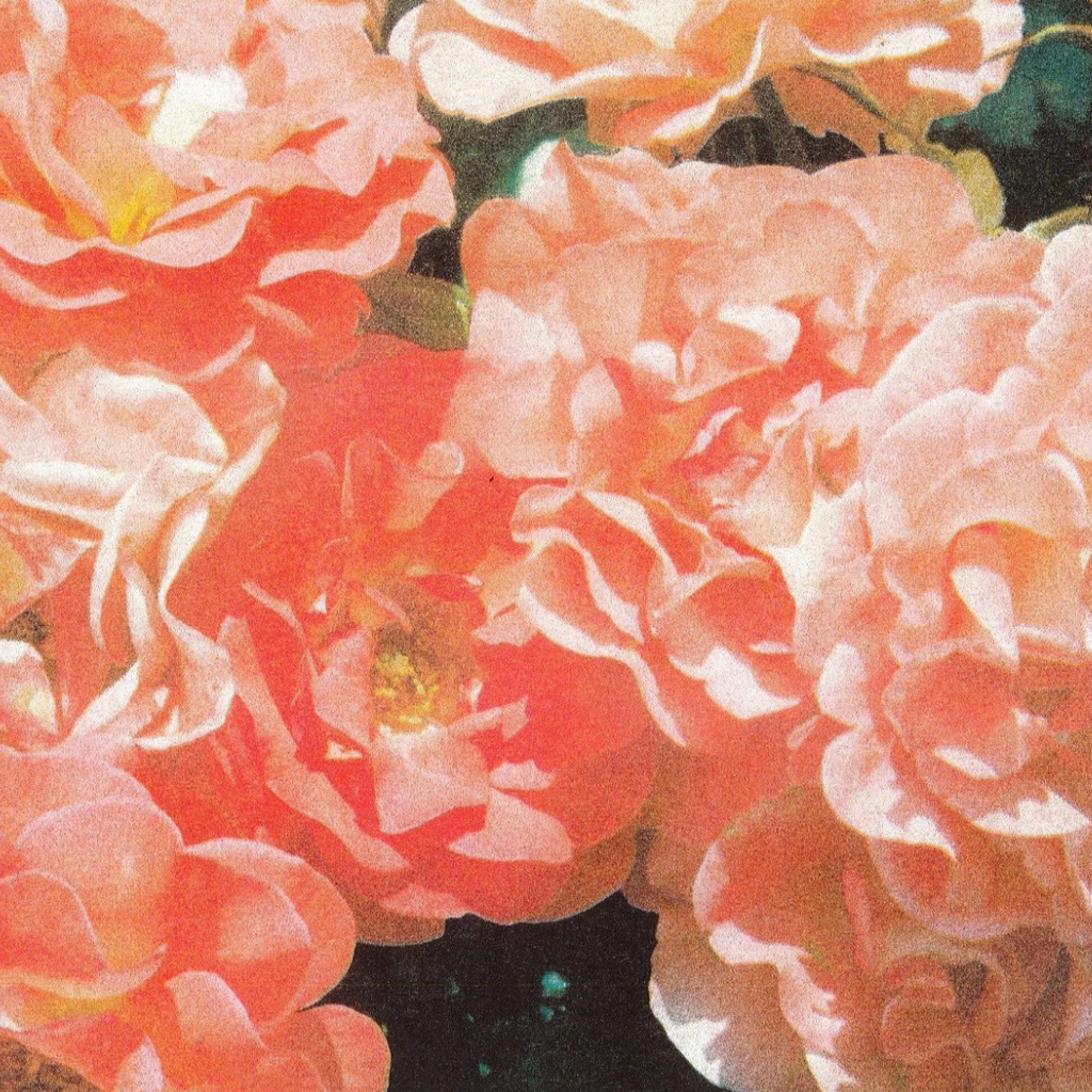 Blushing - A3 Risograph Art Print