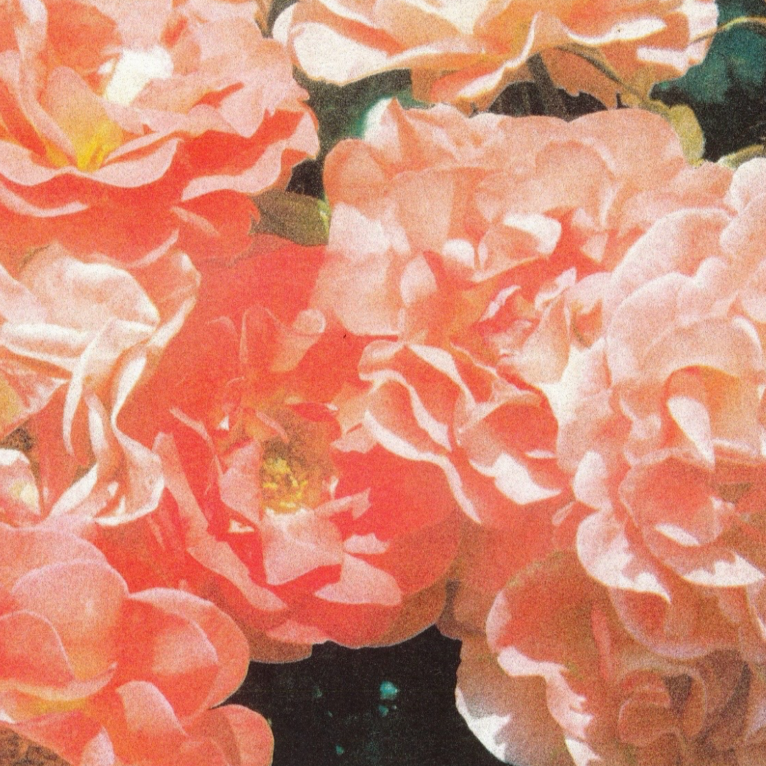 Blushing - A3 Risograph Art Print