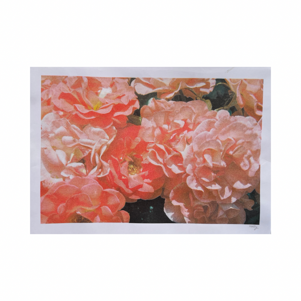 Blushing - A3 Risograph Art Print