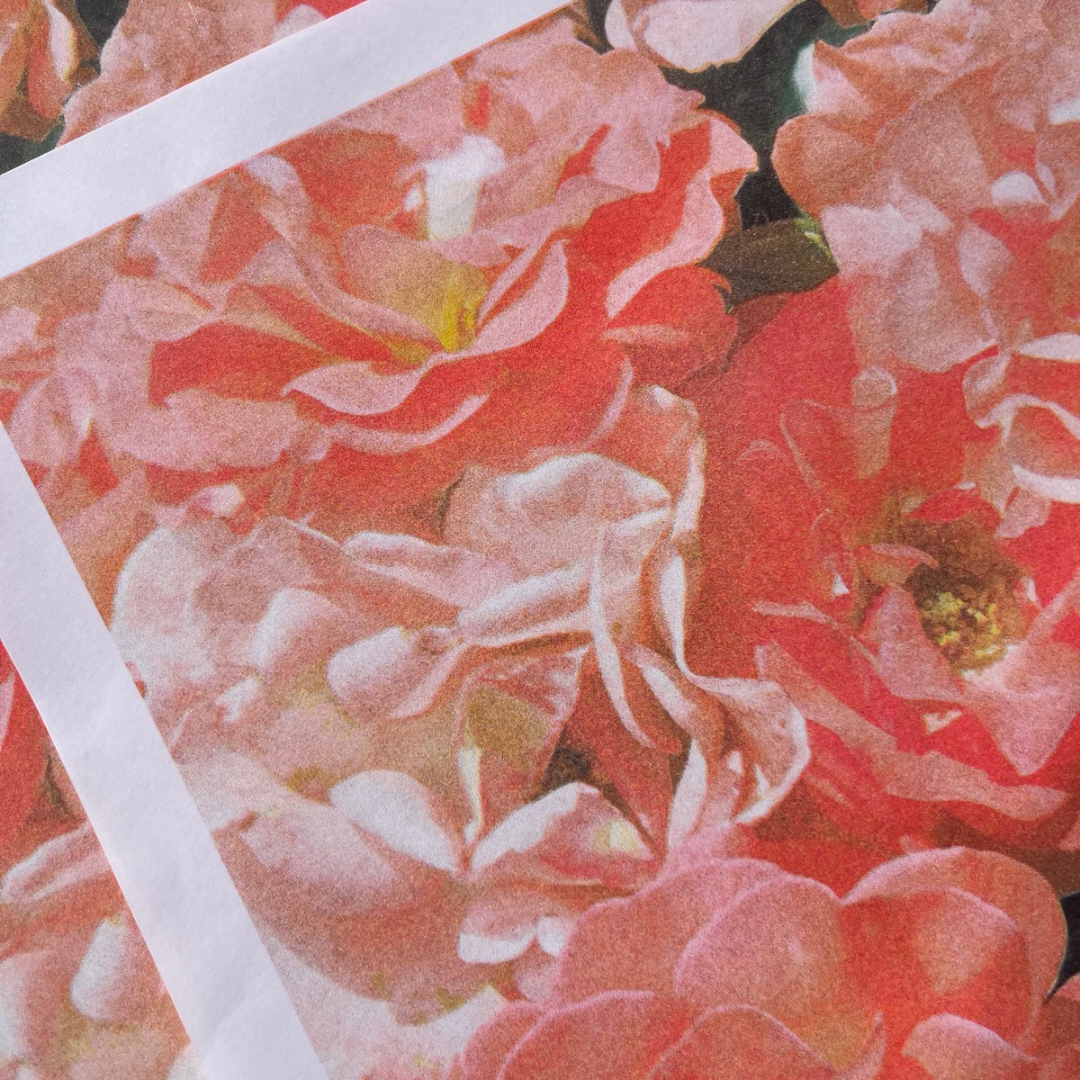 Blushing - A3 Risograph Art Print