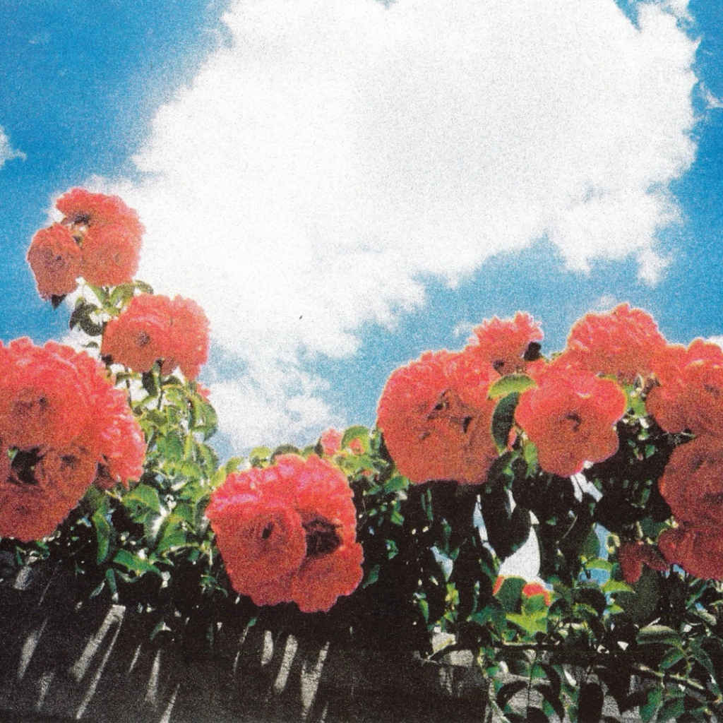 Blue Velvet - A3 Risograph Art Print