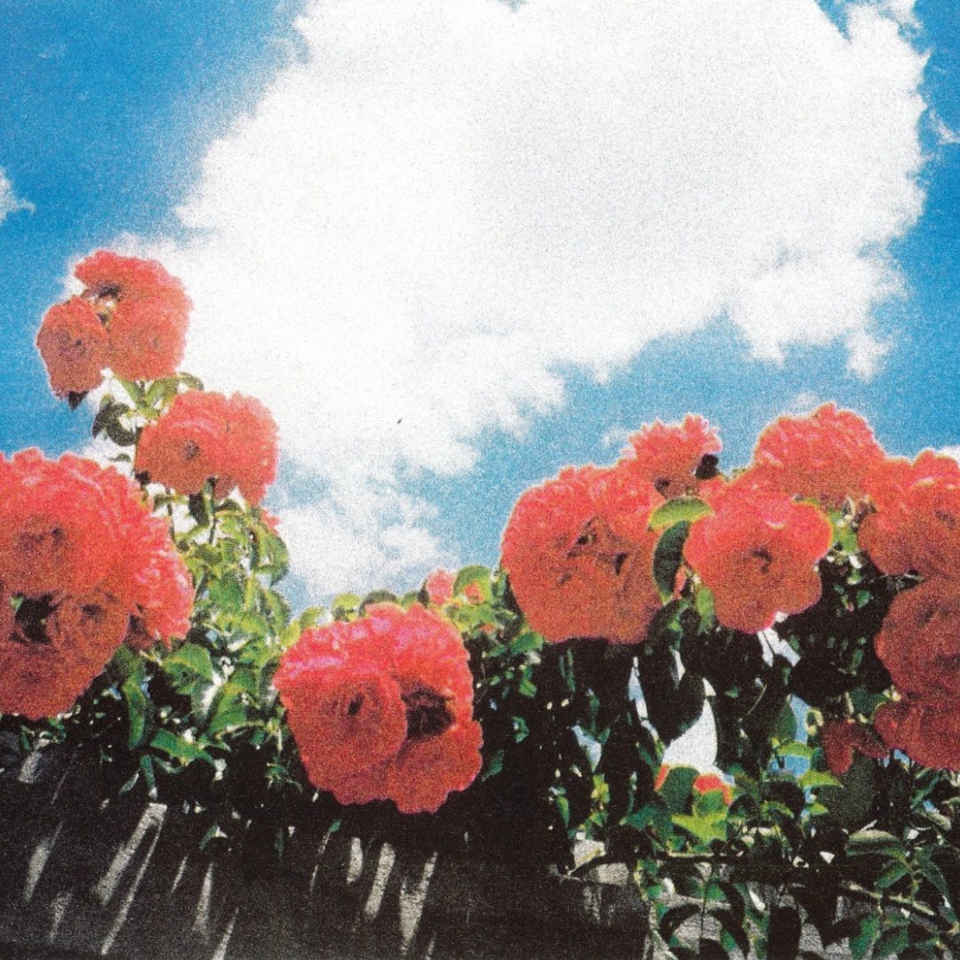 Blue Velvet - A3 Risograph Art Print