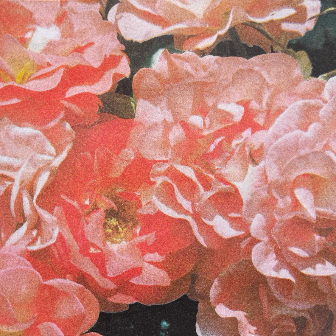 Blushing - A3 Risograph Art Print