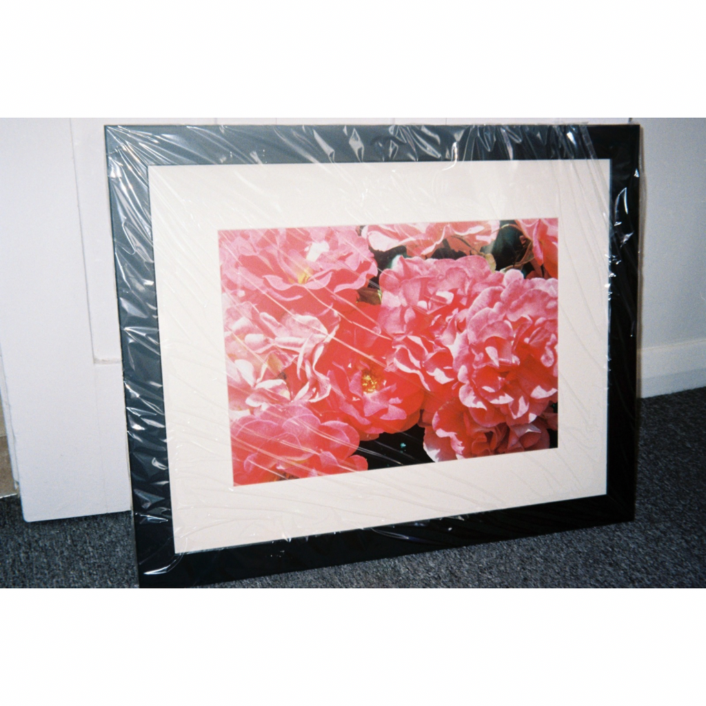 Blushing - Framed