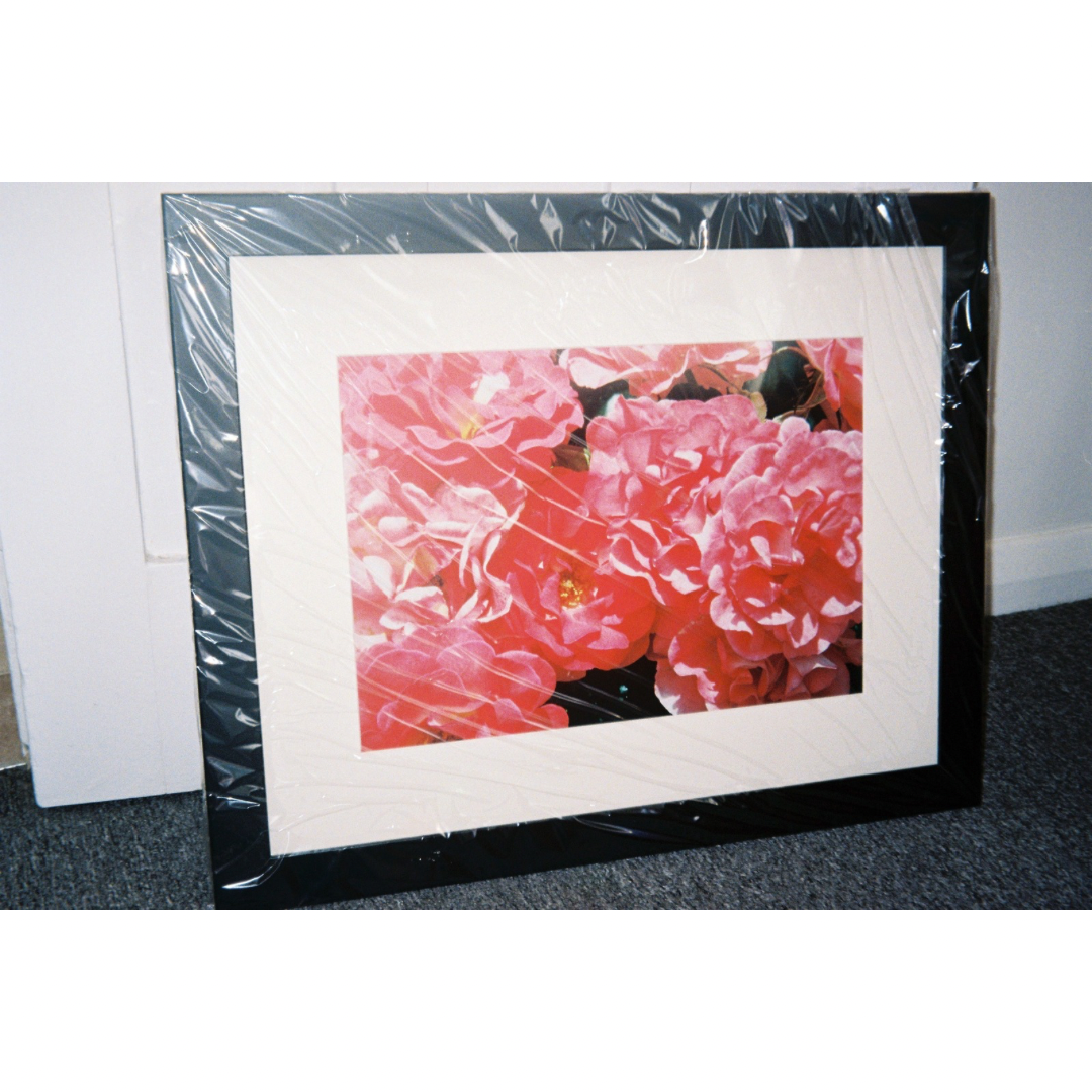 Blushing - Framed